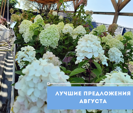 ЛУЧШИЕ ПРЕДЛОЖЕНИЯ ОТ ПИТОМНИКА РАСТЕНИЙ "ЗЕЛЁНЫЙ ГОРИЗОНТ" В АВГУСТЕ