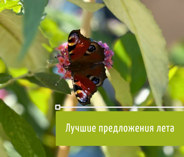 ЛУЧШИЕ ПРЕДЛОЖЕНИЯ В МАГАЗИНАХ "ЗЕЛЁНЫЙ МИР"