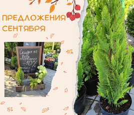 АКЦИЯ "ВСЁ ПО 25 РУБЛЕЙ" В ПИТОМНИКЕ РАСТЕНИЙ "ЗЕЛЁНЫЙ ГОРИЗОНТ"
