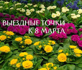 С 5 ПО 8 МАРТА ПИТОМНИК РАСТЕНИЙ "ЗЕЛЁНЫЙ ГОРИЗОНТ" И  М-Н "ЗЕЛЁНЫЙ МИР" ПРИГЛАШАЮТ ЗА ЦВЕТАМИ К 8 МАРТА В ГРОДНО