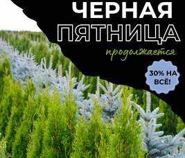 ЧЕРНАЯ ПЯТНИЦА В ПИТОМНИКЕ РАСТЕНИЙ "ЗЕЛЁНЫЙ ГОРИЗОНТ" ПРОДОЛЖАЕТСЯ: СКИДКИ НА ВСЁ  27-29 ОКТЯБРЯ