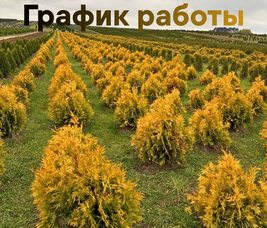 ИЗМЕНЕНИЕ ГРАФИКА РАБОТЫ ПИТОМНИКА И МАГАЗИНОВ "ЗЕЛЁНЫЙ МИР"