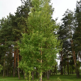Осина (тополь дрожащий)