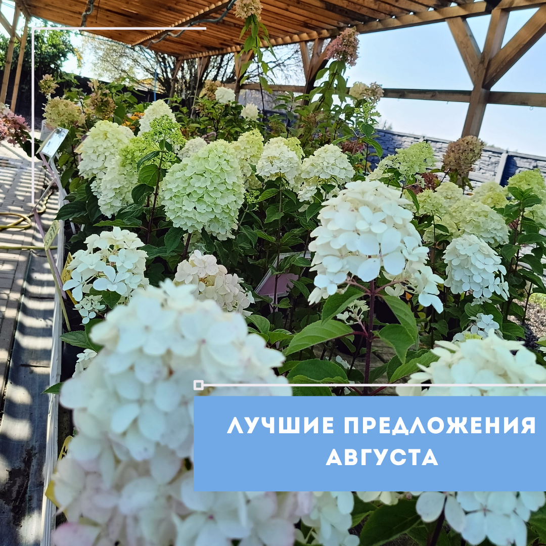ЛУЧШИЕ ПРЕДЛОЖЕНИЯ ОТ ПИТОМНИКА РАСТЕНИЙ "ЗЕЛЁНЫЙ ГОРИЗОНТ" В АВГУСТЕ