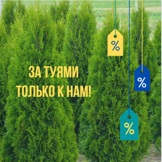 НЕВЕРОЯТНЫЕ ЦЕНЫ НА ТУИ ДЛЯ ЖИВОЙ ИЗГОРОДИ ОТ ПИТОМНИКА РАСТЕНИЙ "ЗЕЛЁНЫЙ ГОРИЗОНТ"