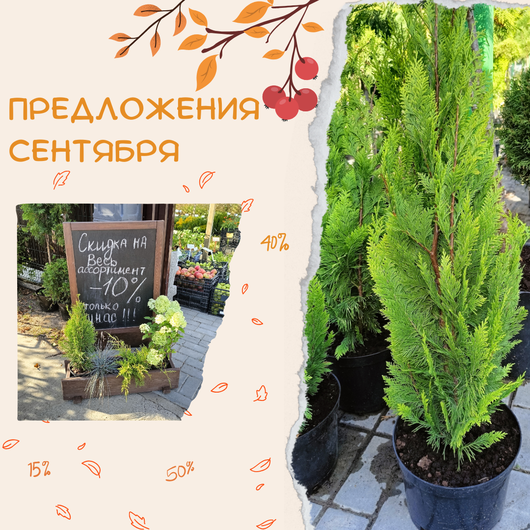 АКЦИЯ "ВСЁ ПО 25 РУБЛЕЙ" В ПИТОМНИКЕ РАСТЕНИЙ "ЗЕЛЁНЫЙ ГОРИЗОНТ"