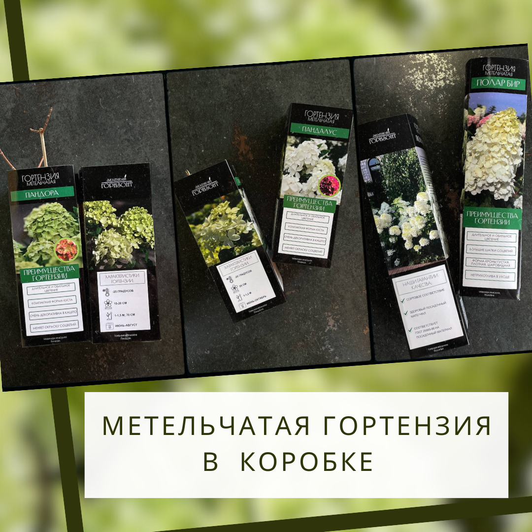 Гортензия метельчатая ОКС в коробке 