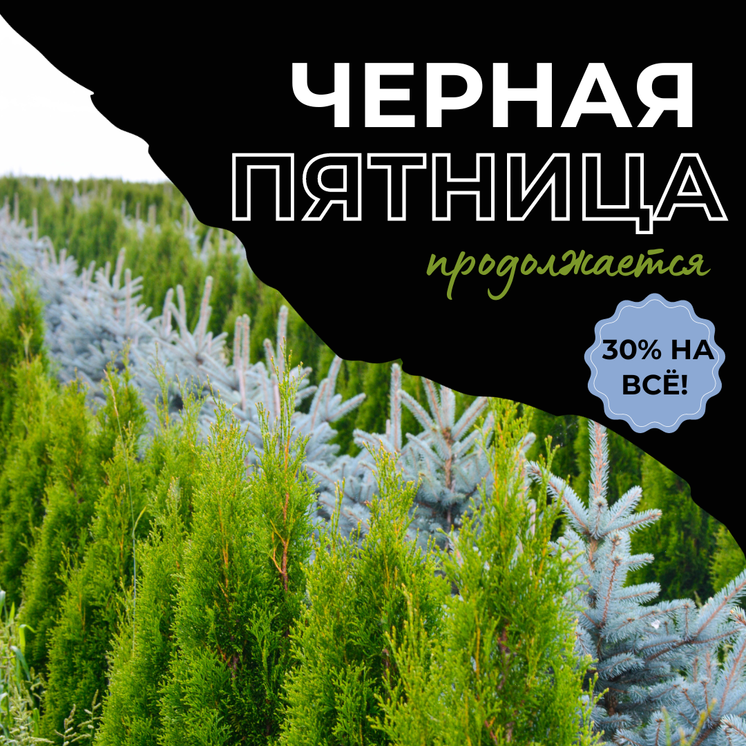 ЧЕРНАЯ ПЯТНИЦА В ПИТОМНИКЕ РАСТЕНИЙ "ЗЕЛЁНЫЙ ГОРИЗОНТ" ПРОДОЛЖАЕТСЯ: СКИДКИ НА ВСЁ  27-29 ОКТЯБРЯ
