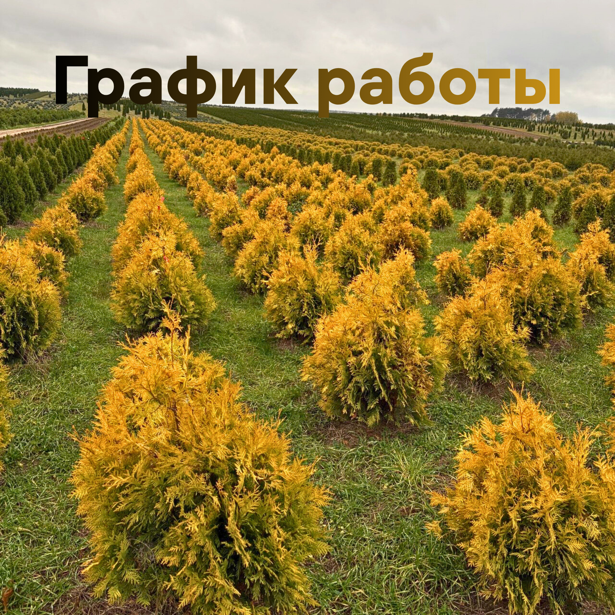 ИЗМЕНЕНИЕ ГРАФИКА РАБОТЫ ПИТОМНИКА И МАГАЗИНОВ "ЗЕЛЁНЫЙ МИР"