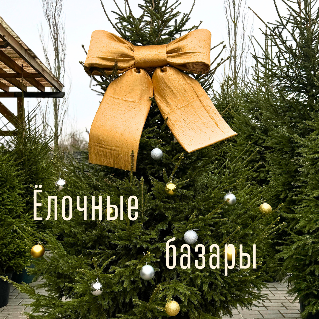 21 ДЕКАБРЯ ОТКРЫТИЕ ТРАДИЦИОННЫХ ЕЛОЧНЫХ БАЗАРОВ ПИТОМНИКА "ЗЕЛЁНЫЙ ГОРИЗОНТ" В ГРОДНО