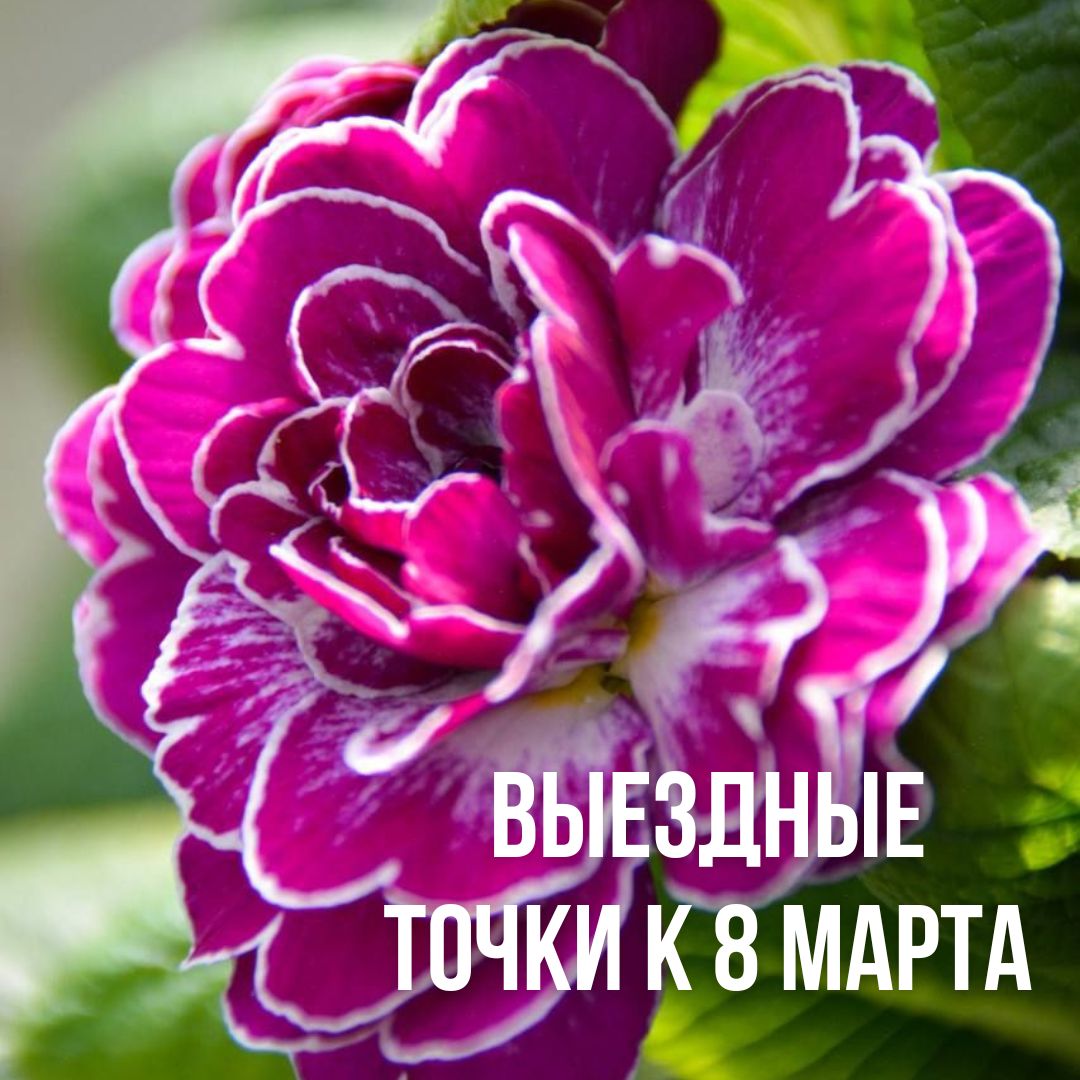 5 МАРТА НАЧИНАЮТ РАБОТАТЬ ВЫЕЗДНЫЕ ТОРГОВЫЕ ТОЧКИ С ЦВЕТАМИ К 8 МАРТА